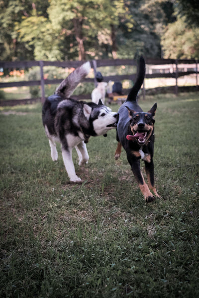 Dogs playing - Why is My Dog Ignoring Me?