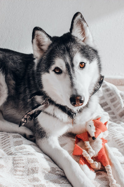 Siberian Husky with dog toy - Can Dogs Eat Sushi?