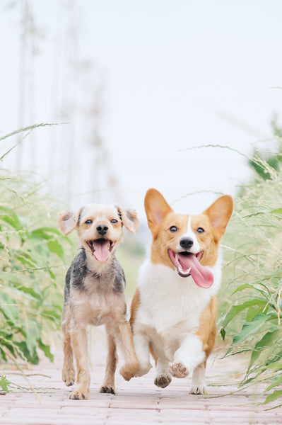 Dogs running - Dog Stung By Bee