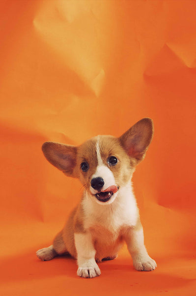 Puppy corgi - Can Dogs Eat Mandarins