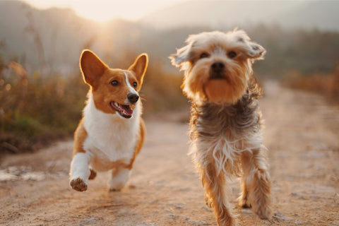 Two dogs running on the dirt