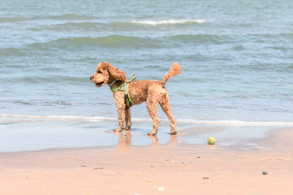 Dog on the beach - Can Dogs Eat Chicken Nuggets