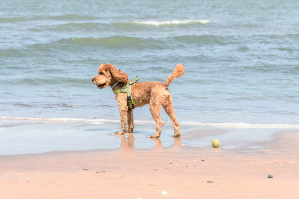 Dog on the beach - Can Dogs Eat Acai
