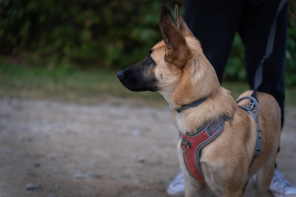 Brown Dog with harness on - Can Dogs Eat Sushi?