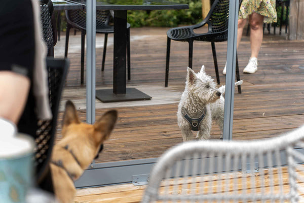 Dogs - Can Dogs Eat Chicken Nuggets