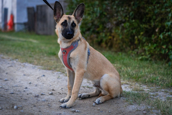 Dog sitting on the street - Why is My Dog Ignoring Me?