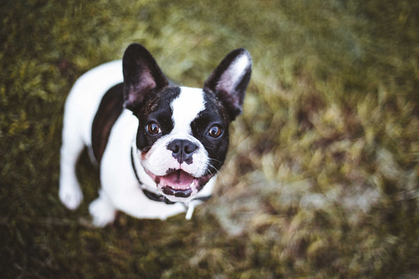 Cute black and white French Bulldog - Can Dogs Eat Grit