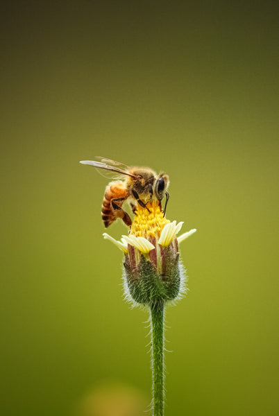 Bee - Dog Stung By A Bee