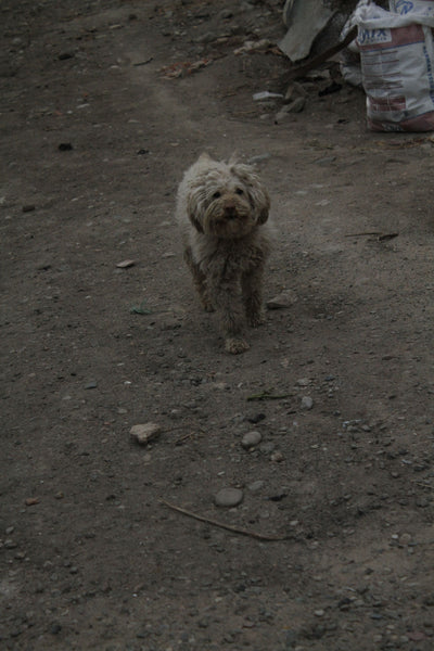 Walking Dog in the dirt - Can Dogs Eat Sushi?