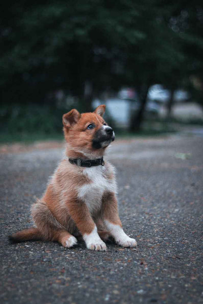 Cute Puppy on the street - Can Dogs Eat Animal Crackers?