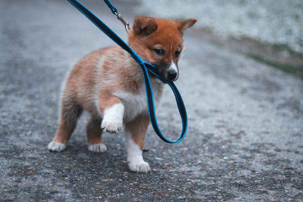 Puppy holding a leash in his mouth