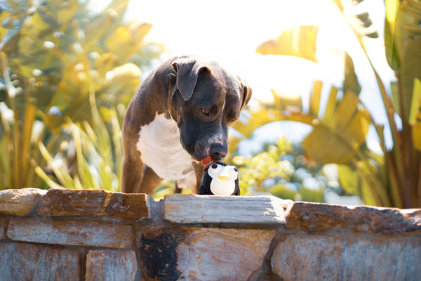 Dog sniffing a toy - Can Dogs Eat Jicama