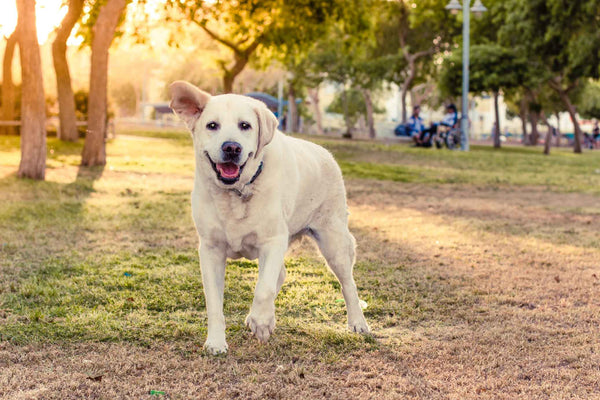 White dog in the forest