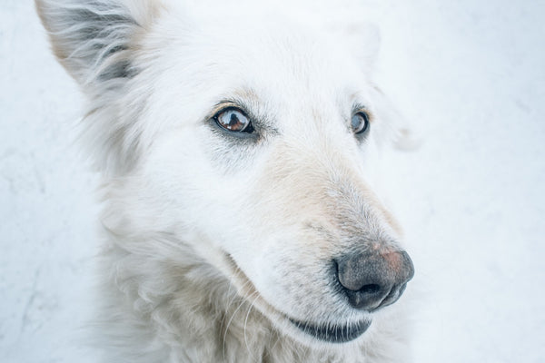 Snow Dog close up shot