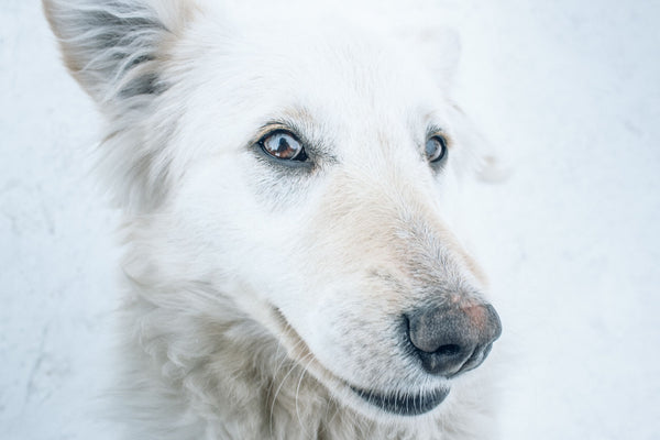 White dog on snow - Can Dogs Eat Turkey Bacon