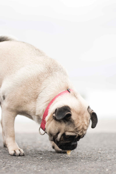 Pug eating on the floor - can dogs eat eggplant