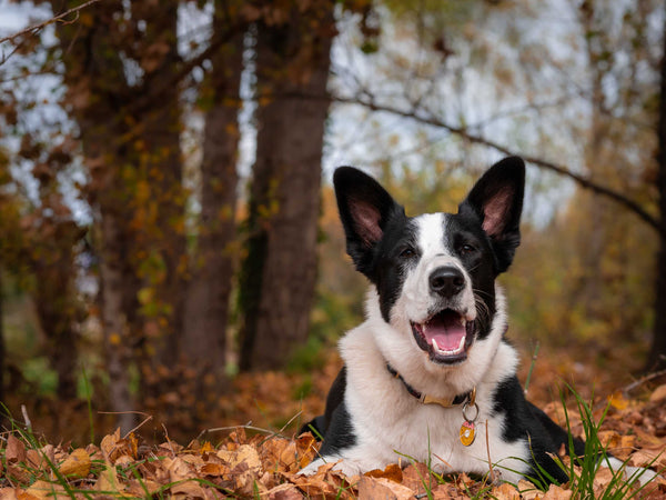 Dog in the forest - Why is My Dog Scared of Me