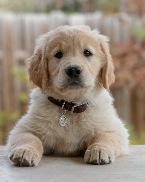 Dog looking at camera - Why is My Female Dog Leaking Brown Fluid From Anus