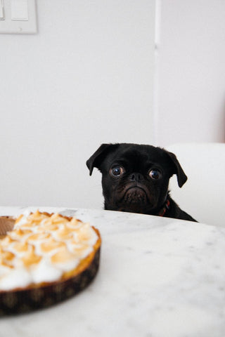 black pug looking at pie - How To Identify Healthy Dog Treats