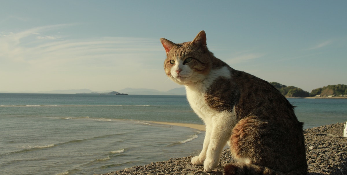 brown cat looking out onto a beach