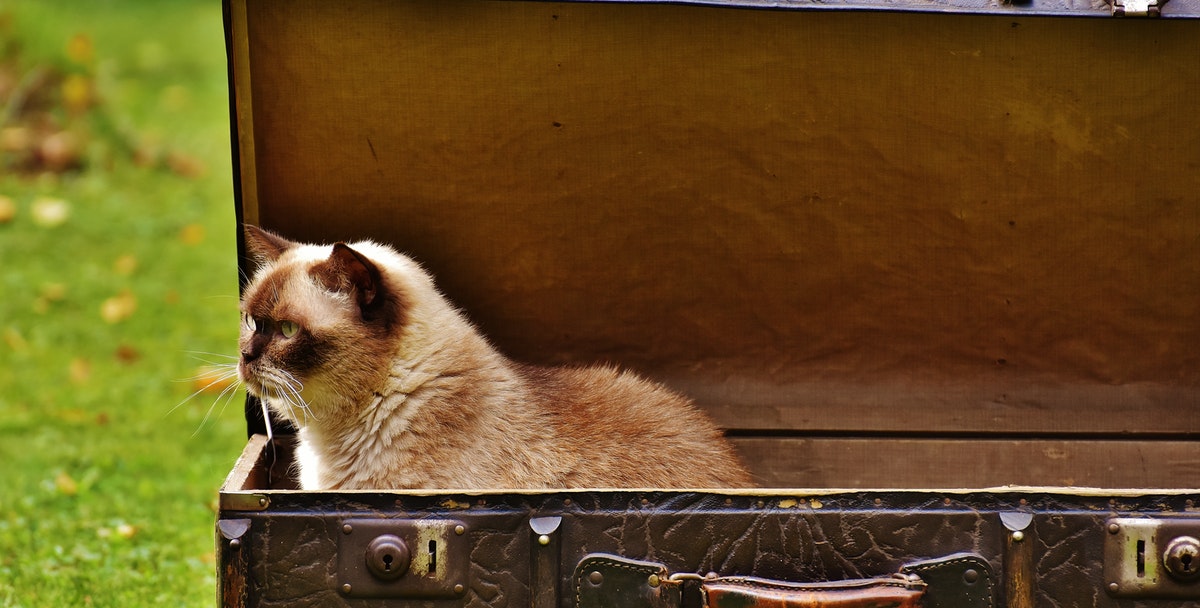 brown cat sitting in an open suitcase
