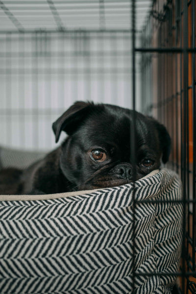 cute black dog in the cage - Why Do Dogs Bite Themselves