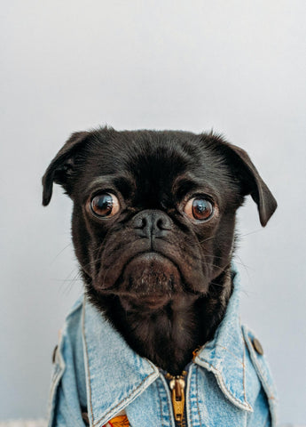 Portrait of a black pug with clothes on