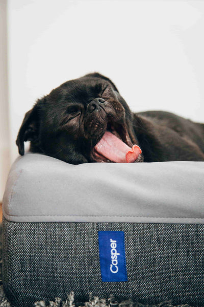 Cute black pug yawning - how to ease your dogs anxiety
