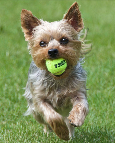 Yorkshire terrier running while holding a tennis ball