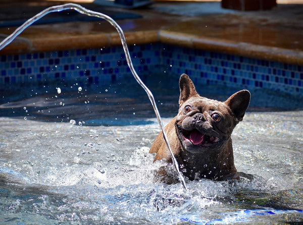 Dog playing with water