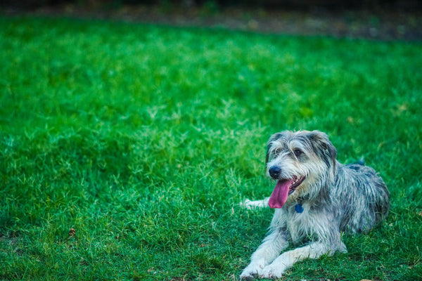 Dog on the grass laying down - Can Dogs Eat Scallops?