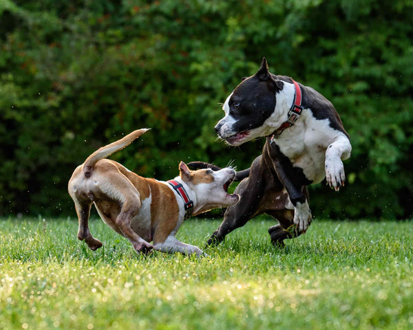 Two Dogs Fighting Each Other