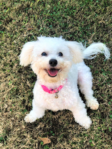Cute white maltese - Why is My Dog Acting Scared