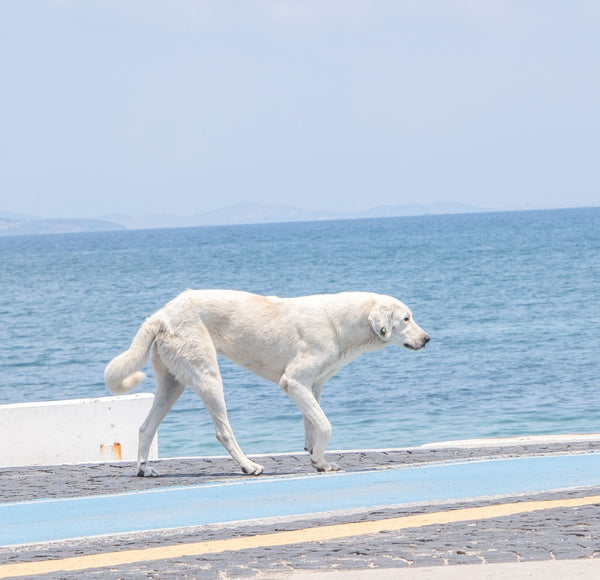 Dog beside the swimming pool - Can Dogs Eat Scallops?