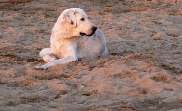 A white dog laying down - Can Dogs Eat Animal Crackers?