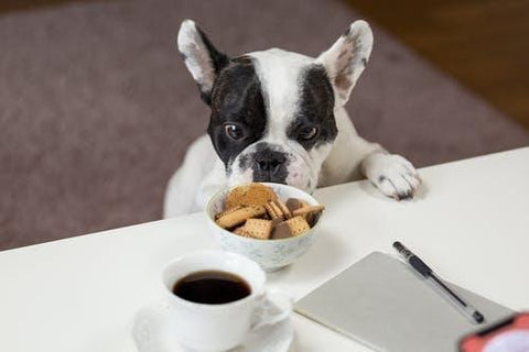 English Bulldog Stands in Front of Crackers on Bowl  - How To Identify Healthy Dog Treats