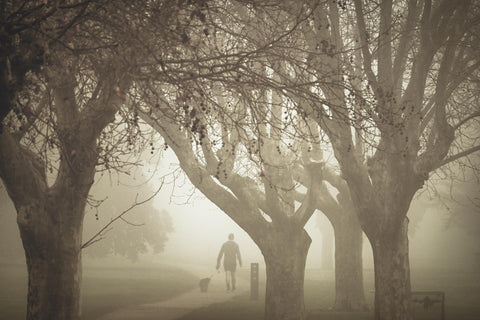 Foggy weather with trees