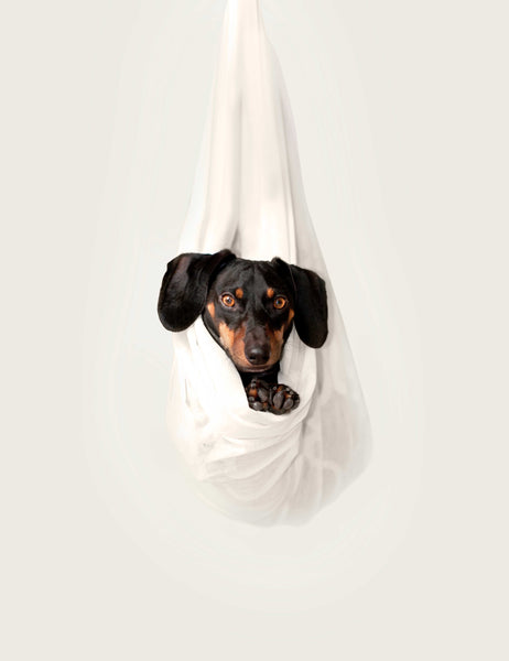 Dog on a hammock - Why Is My Dog Acting Scared