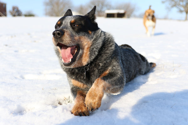 Dog on the snow - Can Dogs Eat Scallops?