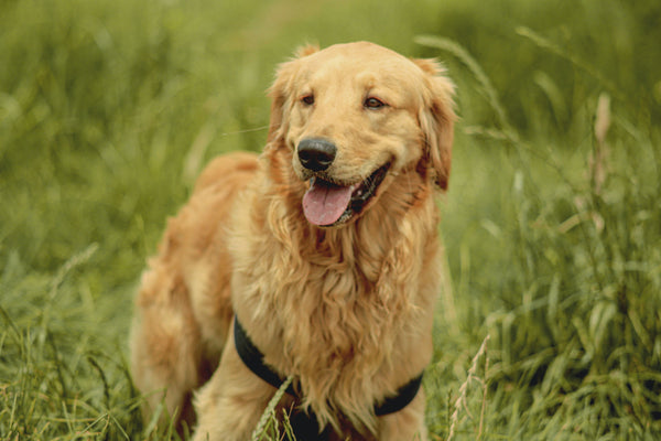 Golden Retriever  - Can Dogs Eat Cinnamon Rolls