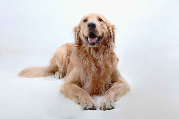 Golden Retriever - Can Dogs Eat Animal Crackers?