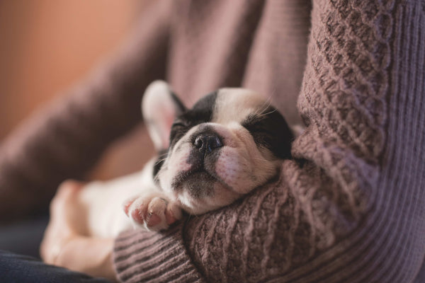 Cute puppy sleeping in the arms