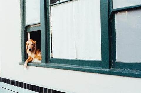 Adult Dark Golden Retriever on Window