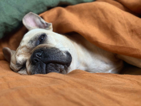 Dog Sleeping with orange blanket