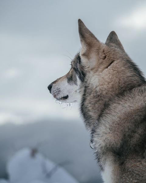 Siberian Husky