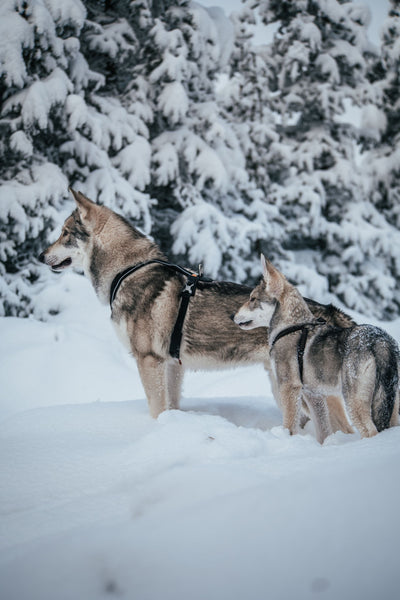 Snow Dogs - Can Dogs Eat Sour Cream