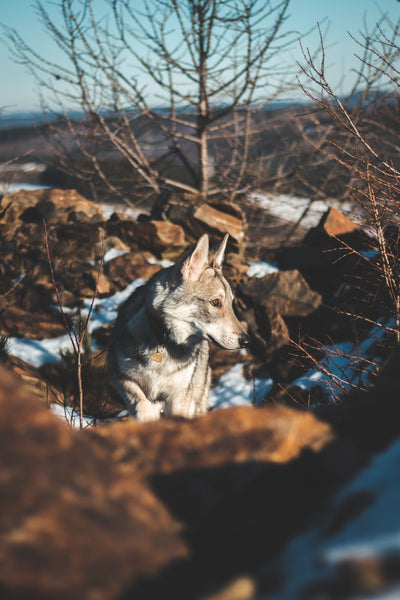 Dog on the woods - Why is My Senior Dog Drinking So Much Water?