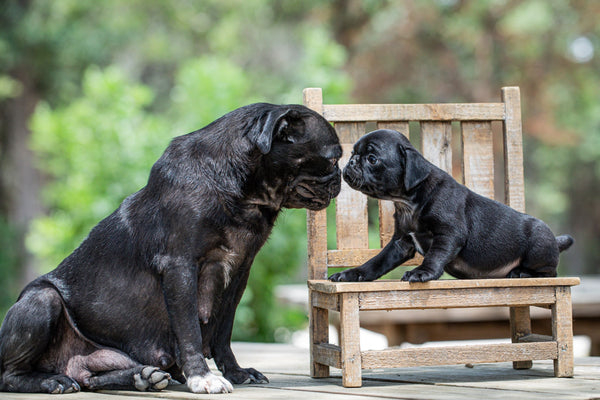 Mother dog and puppy on one picture