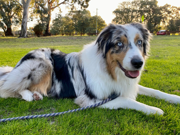 Dog laying on the grass