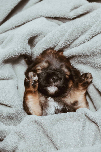 Cute Puppy Sleeping with Blanket
